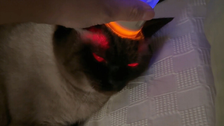 Ternyata kamu kucing Siam yang seperti ini