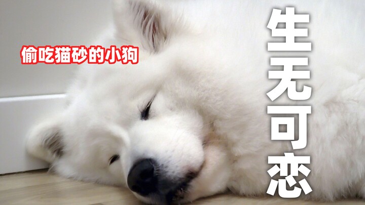 Permen kapas Samoyed selalu mencuri makanan kucing, ayah akhirnya menemukan jurus pamungkas, si perm