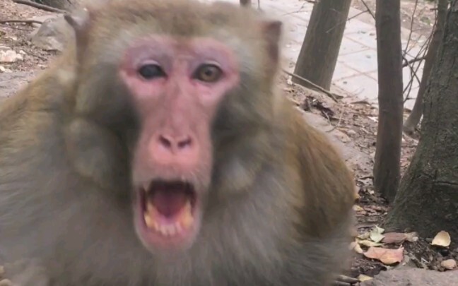 Give the monkey pepper and get beaten