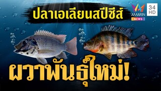 ผวา! ปลาหมอคางดำ ผสมมายันเป็นพันธุ์ใหม่ | ข่าวอรุณอมรินทร์ | 25/7/67