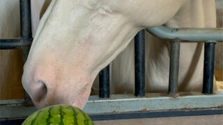 Do Akhal-Teke horses eat fruit?