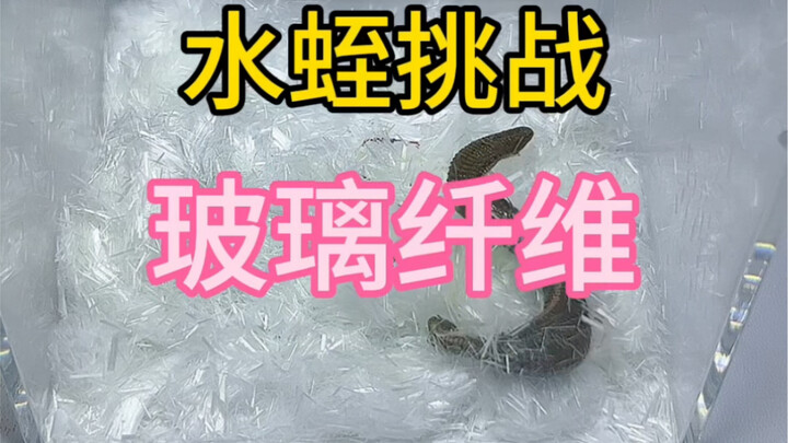 เมื่อโยนปลิงลงในใยแก้วที่คมกริบ ปลิงจะถูกบาดหรือไม่? เลือดไหลไม่หยุด ช่างโหดร้ายเสียจริง!