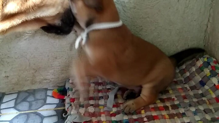 😂 new born puppy❤️😂