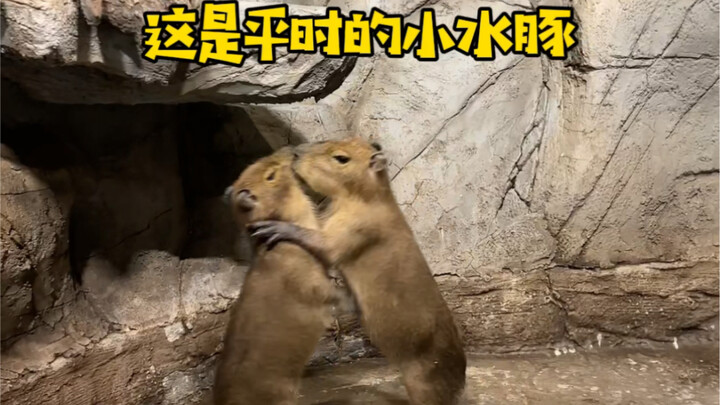 สองหน้าของลูกฮิปโปแคระ!