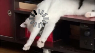 【Animal Dubbing】Payment successful, welcome to use Hell Pay next time