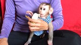 Mom feed Mino monkey Yogurt, Banana, and Apple