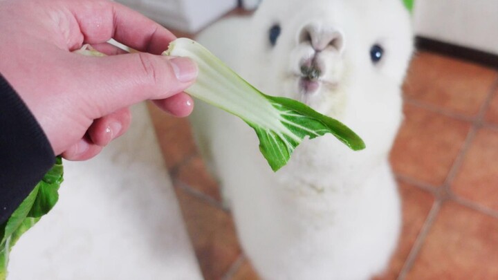 Only when you suddenly toss food on the ground do you realize just how fiery an alpaca’s temper can 