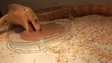 Different Ways Lizards Eat Puree