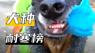 สุนัขตัวนี้กลัวหนาวไหม