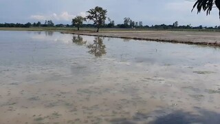 Khô Cá Sặc Bổi Bóp Gỏi Sầu Đâu Đậm Chất Miền Tây.Góc Làng Quê