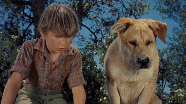 Old Yellow Dog saved this family countless times, yet in the end, its owner turned a gun on it! — Ol