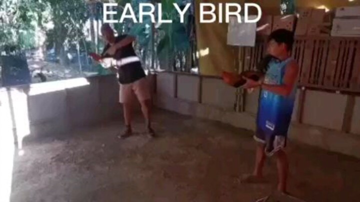 Early Bird stags