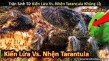 Đối Đầu Giữa Kiến Lửa Vs. Nhện Tarantula Và Cái Kết Kinh Dị Không Thể Ngờ | Review Giải Trí Đời Sống