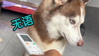当你把狗子房间的空调关了，看看它们什么反应？