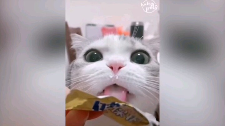 The Fortune Cat Forced to Work