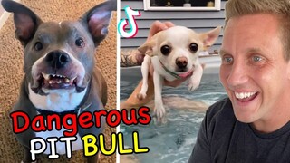 The Funniest Animals on Tik Tok 2022 lol