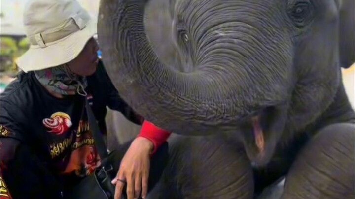 Con voi con sốt ruột đến mức như sắp nói được rồi~