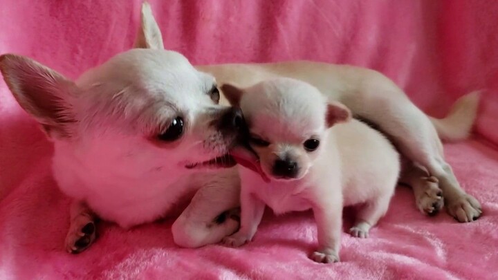 The Chihuahua mom loves her babies so much!