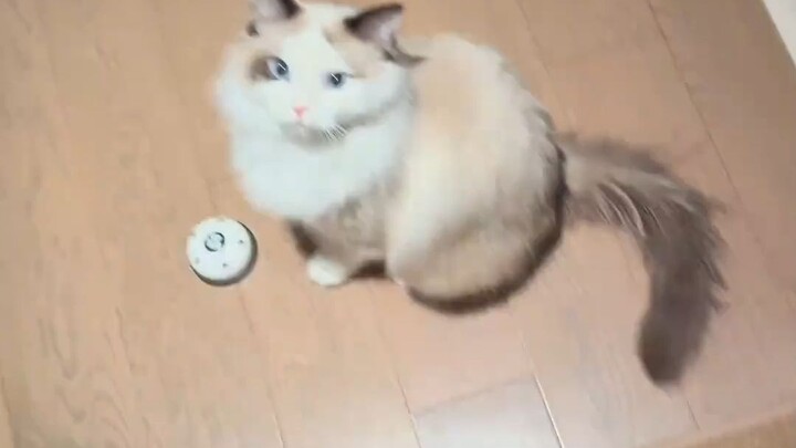 Bukan, lihat ini benar tidak? Kucing keluarga mana yang ekornya bergoyang seperti itu