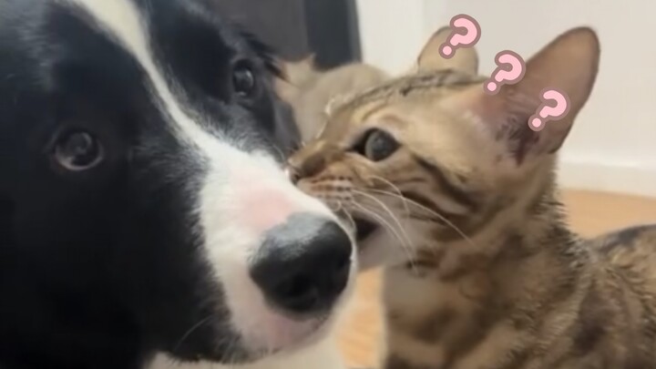 A Grand Showcase of Animal Strange Behaviors 427