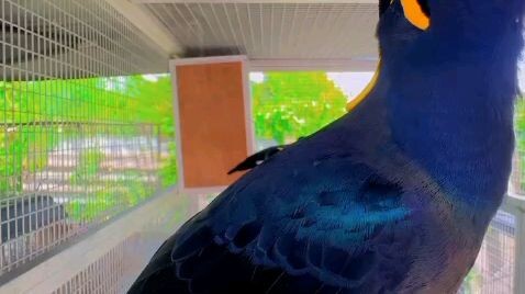 Birds birds love