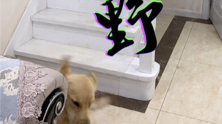 ความแตกต่างของสุนัขสามตัวเวลาลงบันได