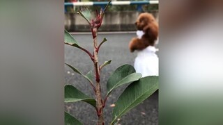 Hôm nay em là cô dâu xinh đẹp :)thúcưng yêuđộngvật chó_cưng
