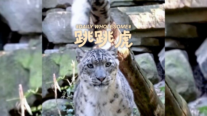 Who wouldn’t love a snow leopard’s huge tail—awww!!?