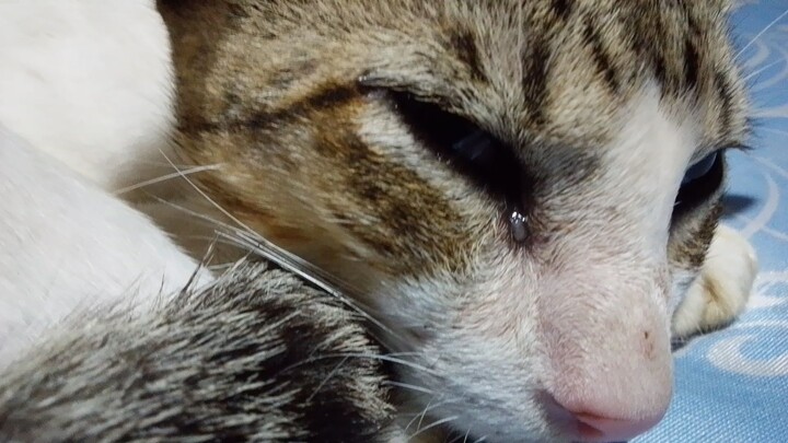 sleeping cat