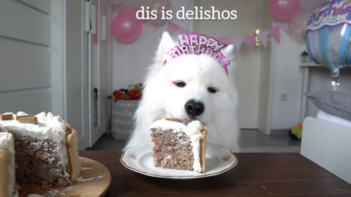 It’s this angel’s birthday! ヾ(´･ω･｀)ﾉ Why aren’t you here to celebrate? (MAYA’s third birthday)