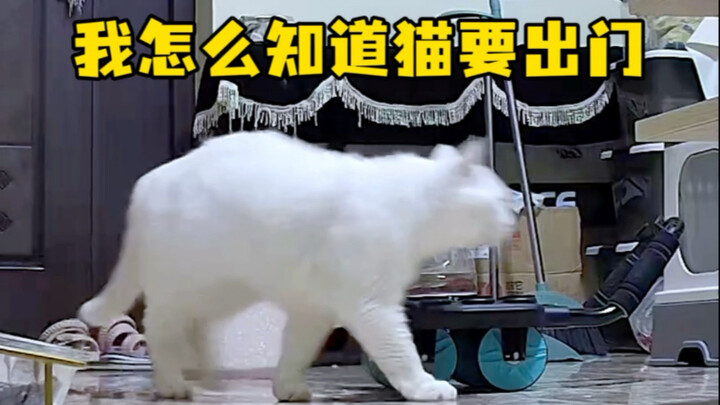 我是怎么知道猫猫要出门的