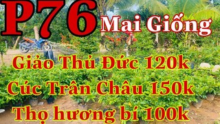 Mai vàng chơi tết p76 | 0939671734 Hào | Mai Giảo thủ đức 120k - cúc trân châu 150k thọ hương 100k