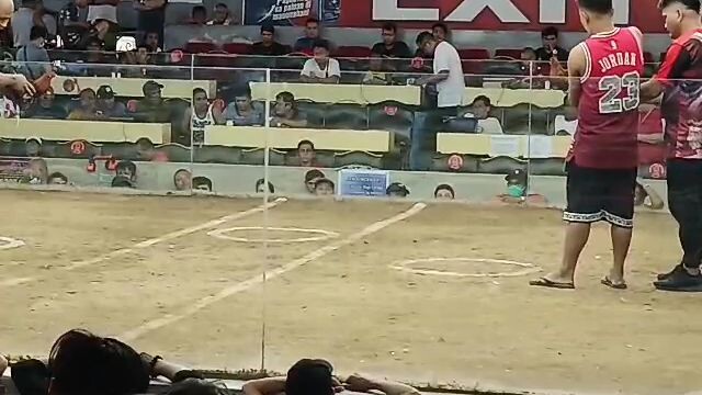 #DICH. 8 MONTHS DALUSAPI, SARILING BREEDING FROM BICOL.