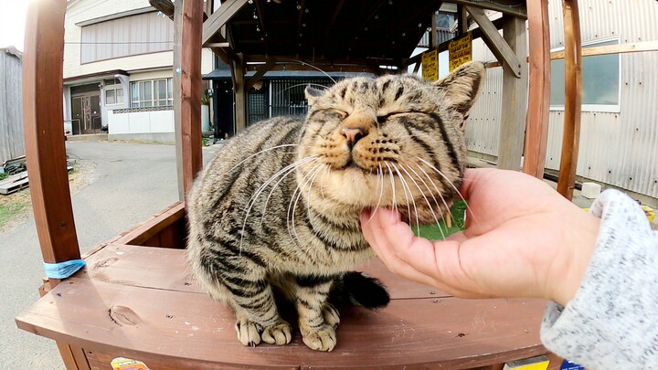 What are you selling? A tabby cat who loves humans is running a shop at a stall.