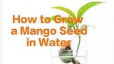 How to Grow a Mango Seed in Water