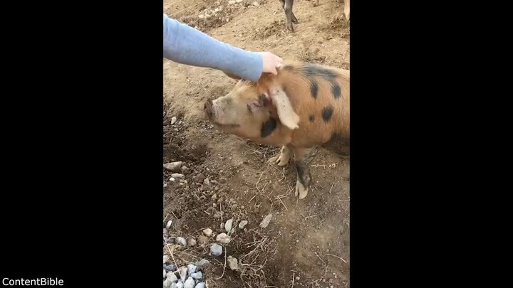 Funniest Animal Videos Ever (Part 2)(720P_HD)