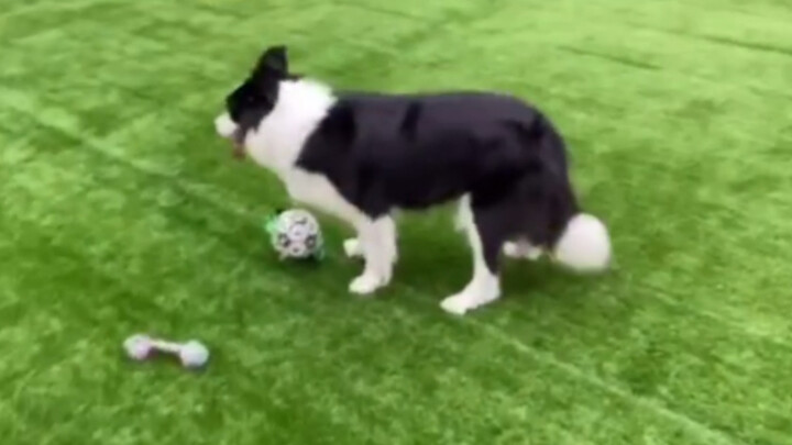 Daunnya sudah dikirim untuk belajar, harus menuntut ilmu selama dua bulan!