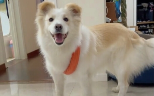 เพื่อนของเรา - เสี่ยวหน้าจ๋า