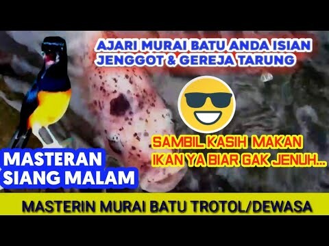 MASTERAN MURAI ISIAN JENGGOT SAMBUNG GEREJA TARUNG…sambil nonton ikan cek audionya SUARA MURAI