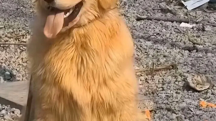 A big dog wags its tail