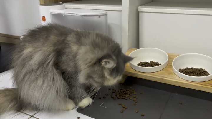 Cute cat
