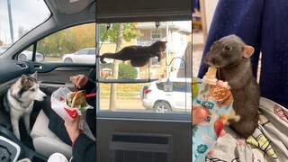 Funny animals - Funny cats and dogs - Funny animal videos 2023 🤣 #3