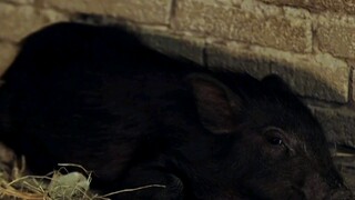 高智商懒汉只是看了一眼养了十多年的老母猪，便想到一个致富商机