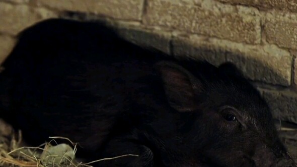 A highly intelligent lazy guy glanced at the old sow he'd been raising for over a decade and immedia