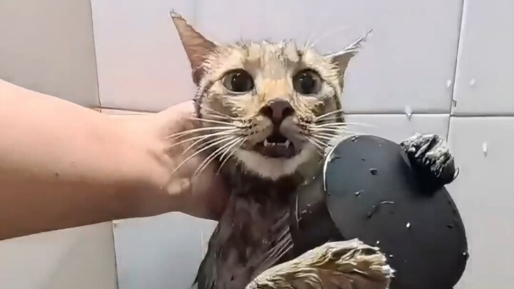 #TabbyCat #CalmDuringBath #ConfusingCatBehaviors #DailyCatVlog #CatsForcedToWork