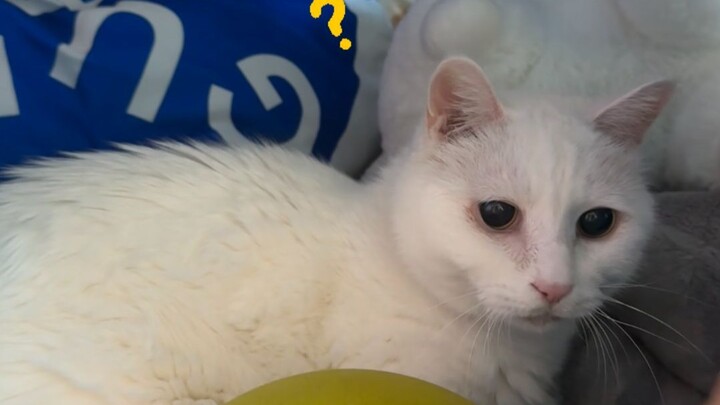 عشّ تشونغ مي بات عشّ دا مي الآن!