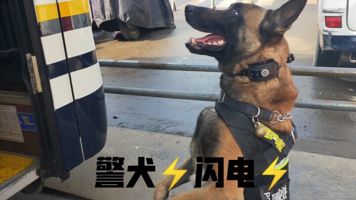 Latihan sehari-hari anjing polisi Petir