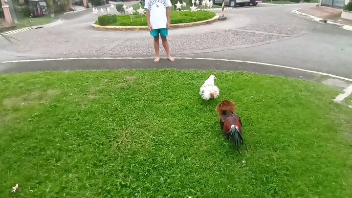 ButcherVs.White claret, wala sa condition yung puti spar spar lang pang excercise