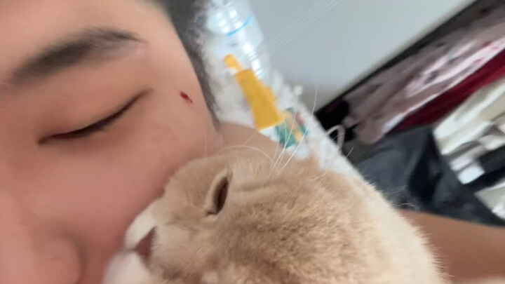 Such an ugly cat