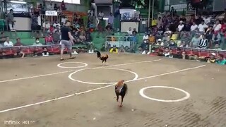 BOT SEASON 2 1ST FIGHT WINNER